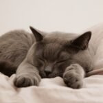 5 Ways Domestic Cats Have Retained Their Wild Instincts