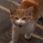 The Hidden World of Feral Cats in Urban Areas
