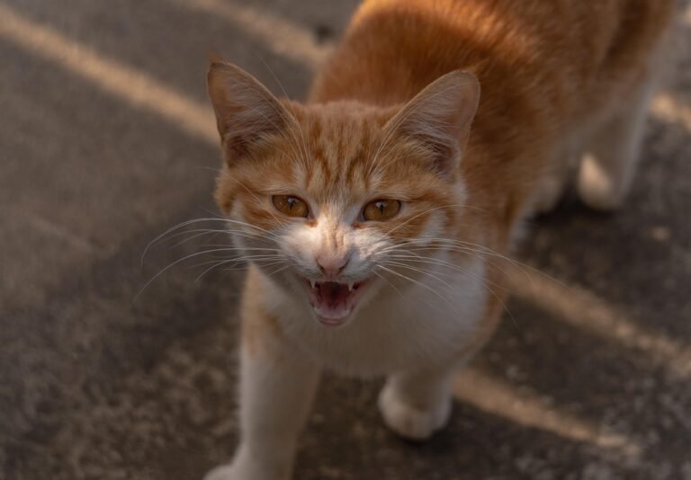 The Hidden World of Feral Cats in Urban Areas