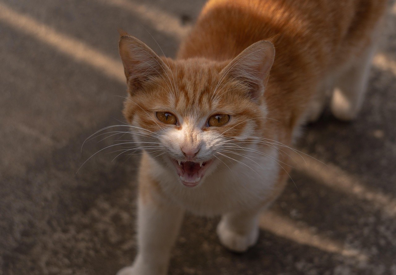 The Hidden World of Feral Cats in Urban Areas