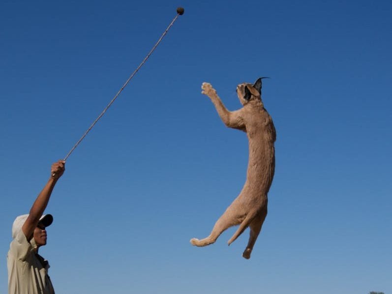 Lynx skillfully leaps in desert training session with trainer, showcasing agility.