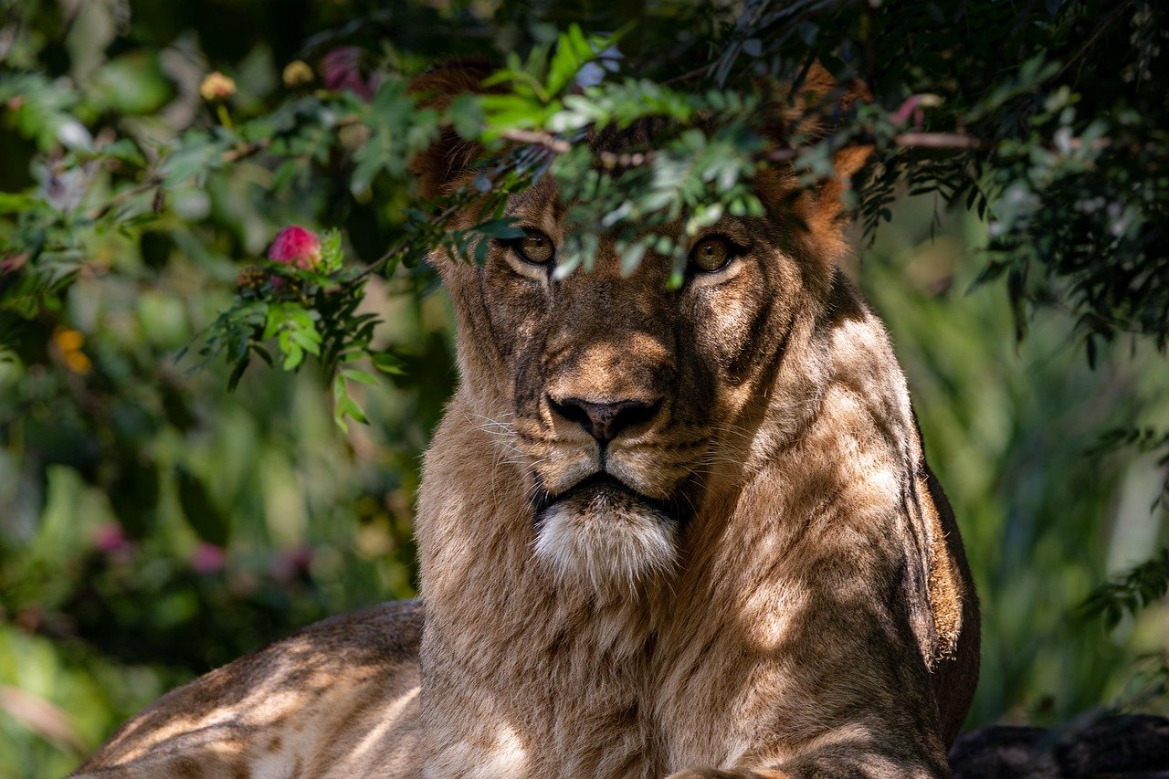 Photo by Pixabay urbanization is impacting to wild cat