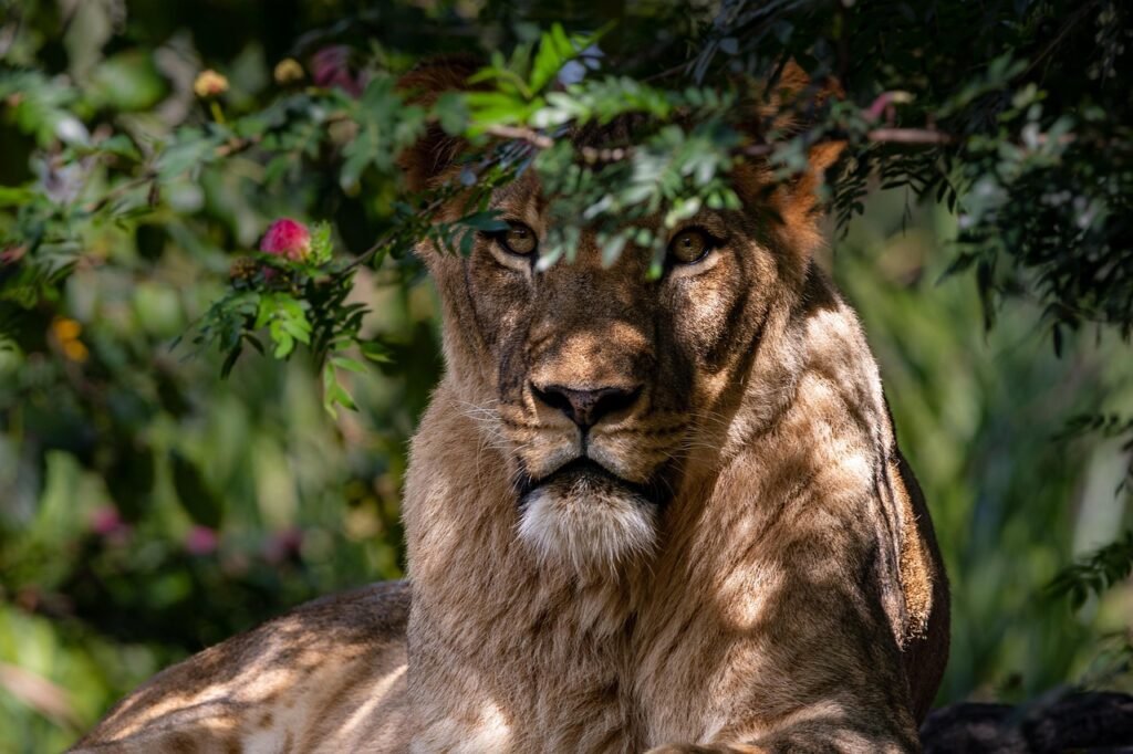 Cat Vision lioness, lion, wild animal, nature, animal, wildlife, lion, lion, lion, lion, lion