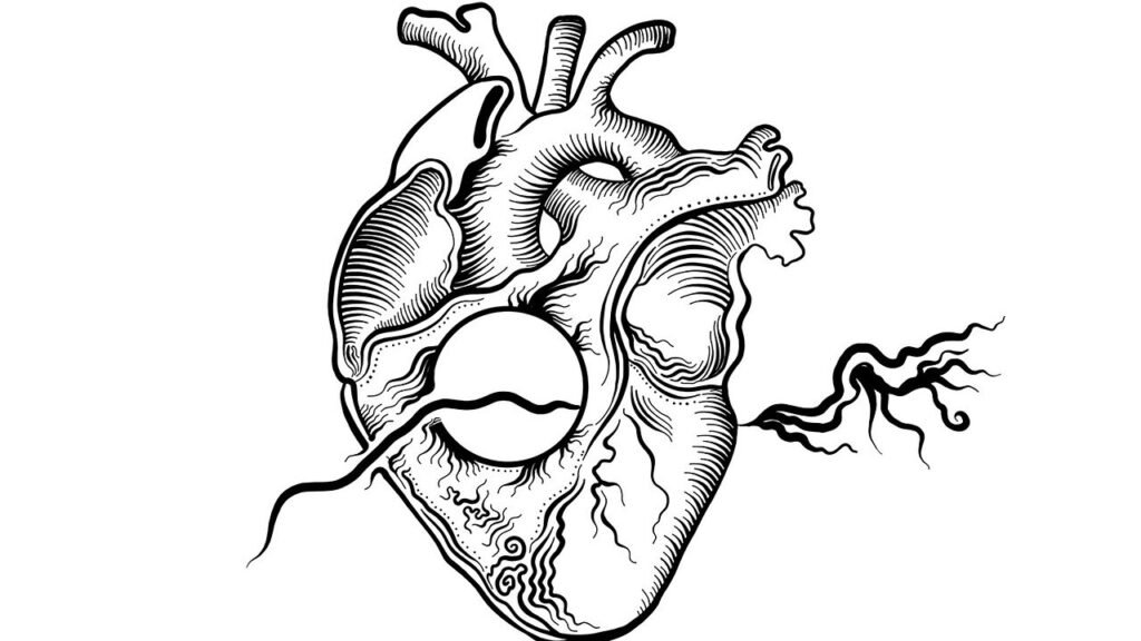 A detailed illustration of a heart, symbolizing the cheetah’s powerful cardiovascular and respiratory system that supports its incredible speed.