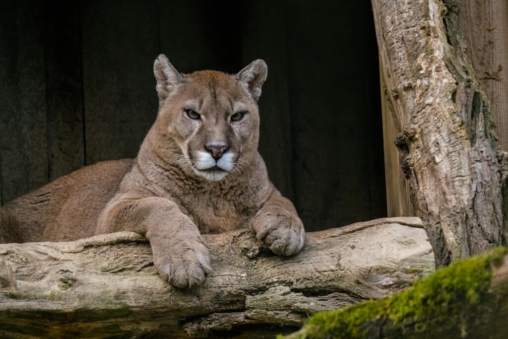 Big Cat Close-up of a majestic cougar resting on a log in its natural habitat.
