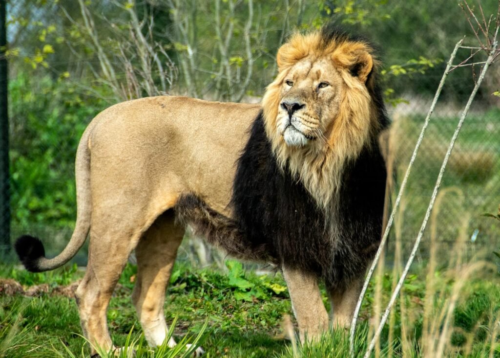 cat stories: A majestic African lion standing proudly in its natural habitat, showcasing its strength and beauty.