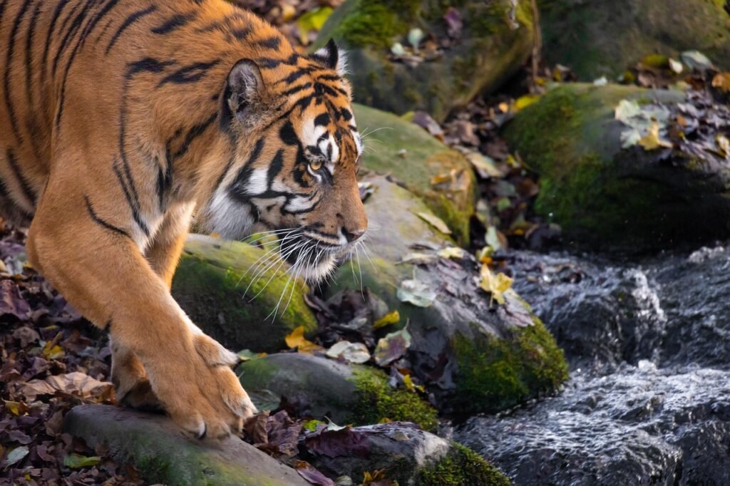 Adaptations for Hunting