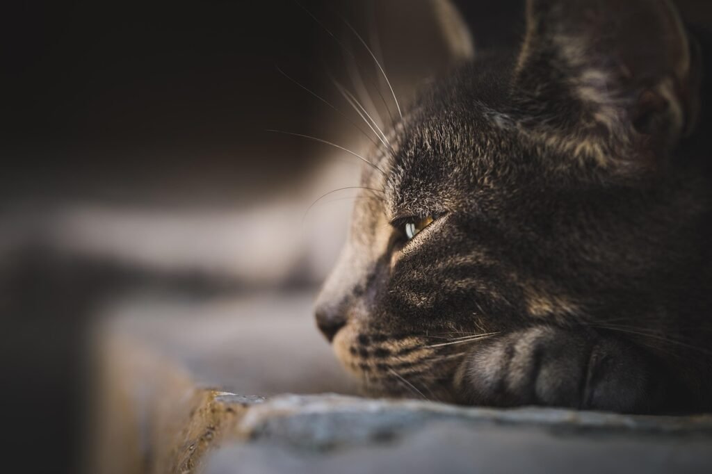 domestics cat