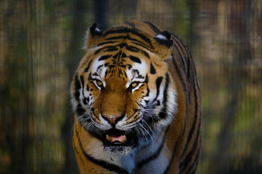 Cat Vision tiger, animal, mammal, nature, big cat, wild animal, wildlife, fauna, wilderness, predator, dangerous, tiger, tiger, tiger, tiger, tiger