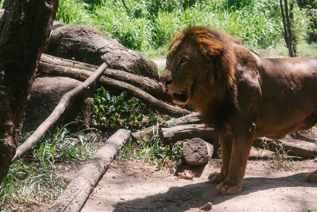 A powerful lion standing among trees in the lush forests of Bali, Indonesia.