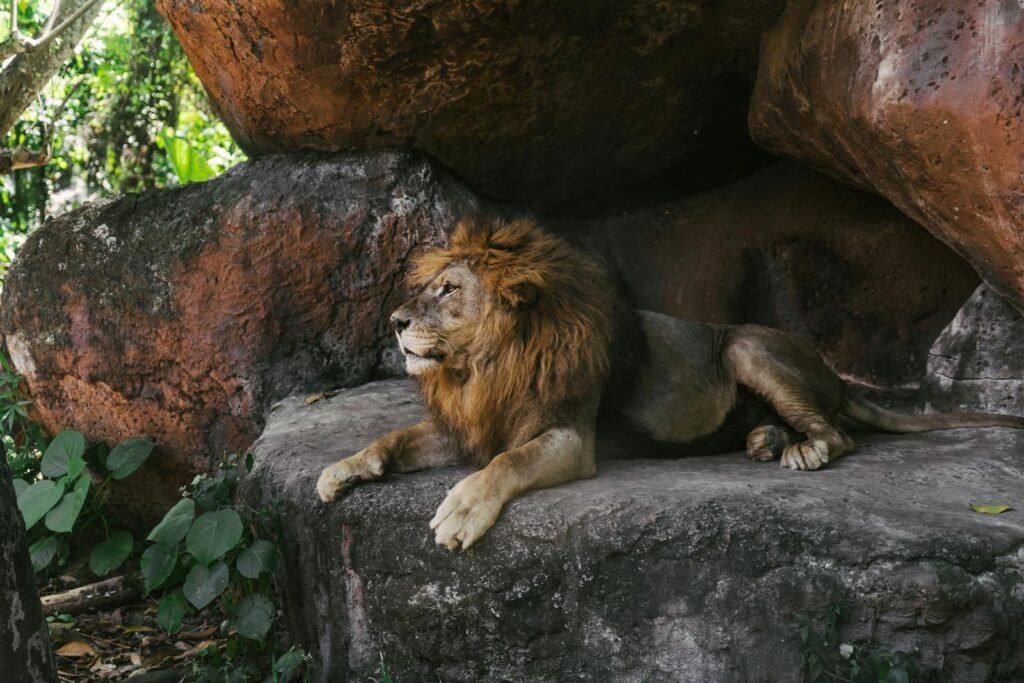 A majestic lion lies among rocks in Bali's lush jungle, showcasing its powerful presence.