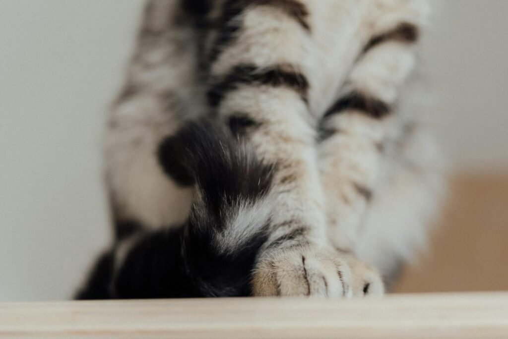 Close-up of a feline's furry striped paw and tail on a soft surface.
