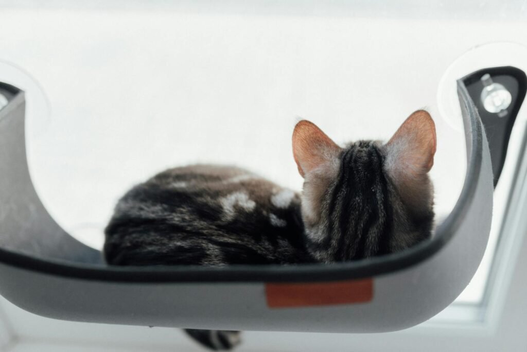 A cute domestic cat resting in a window hammock with soft lighting. Perfect for pet lovers.