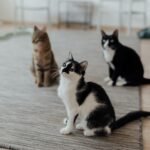 solitary predator: Three domestic cats sitting attentively on a rug in a cozy indoor setting.