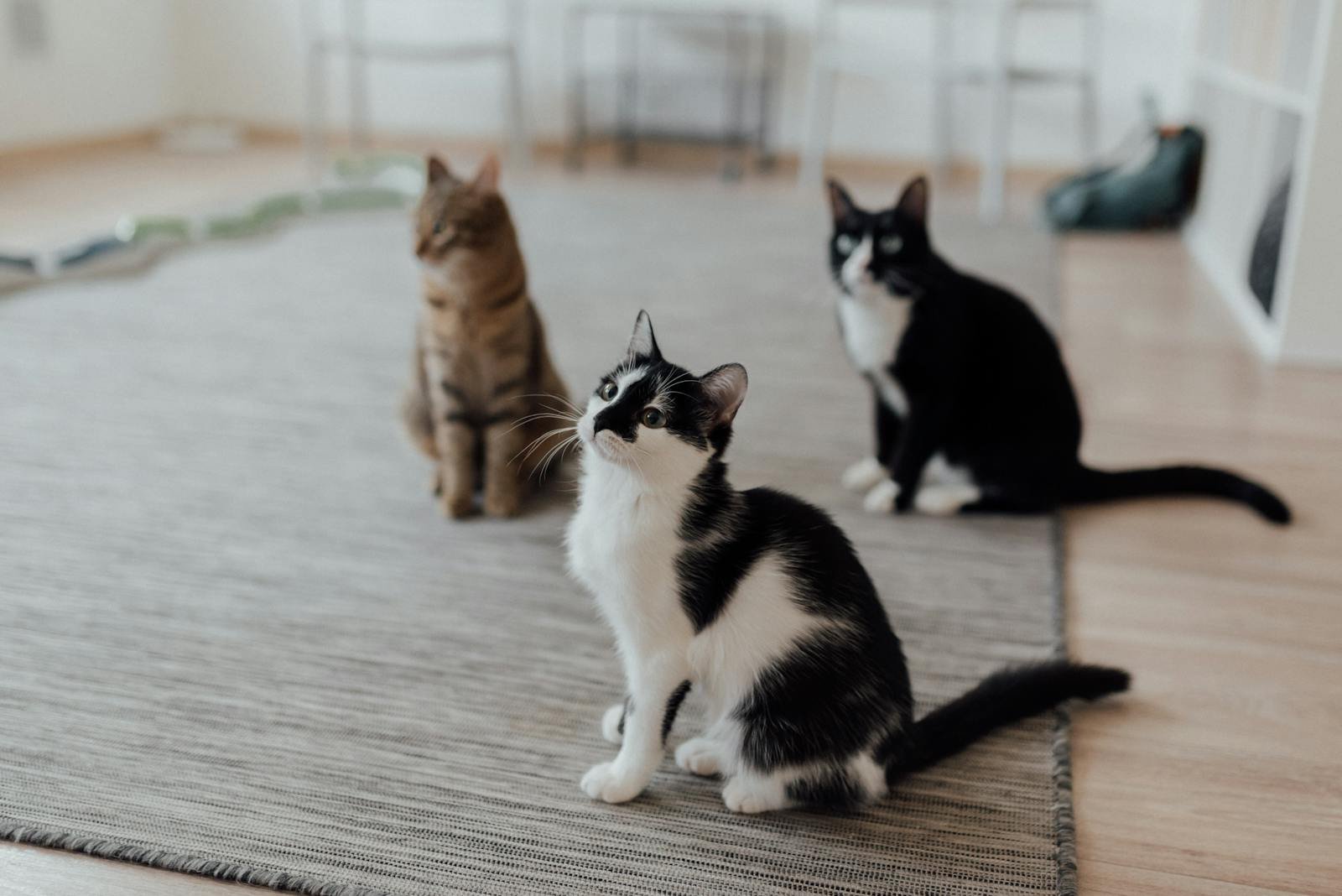 solitary predator: Three domestic cats sitting attentively on a rug in a cozy indoor setting.