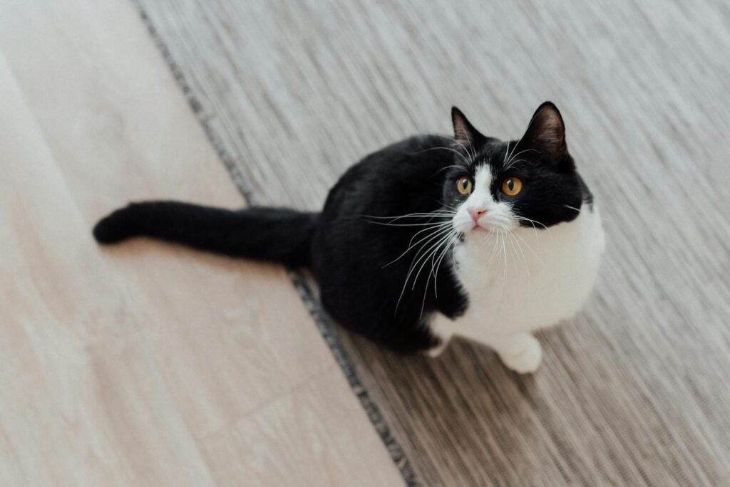 Cats’ Tail
Adorable tuxedo cat sitting indoors with curious expression and bright eyes.