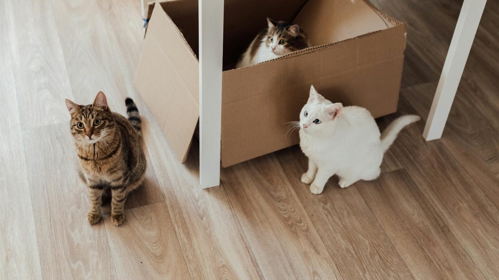 Three cats in a room with a cardboard box, one sitting inside while the other two stay outside on a wooden floor.