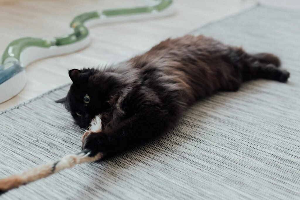 cat pics A cute black cat playfully tugging on a rope toy on a cozy indoor rug.