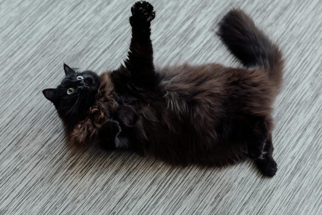 Fluffy black cat playfully rolling on a textured indoor carpet.