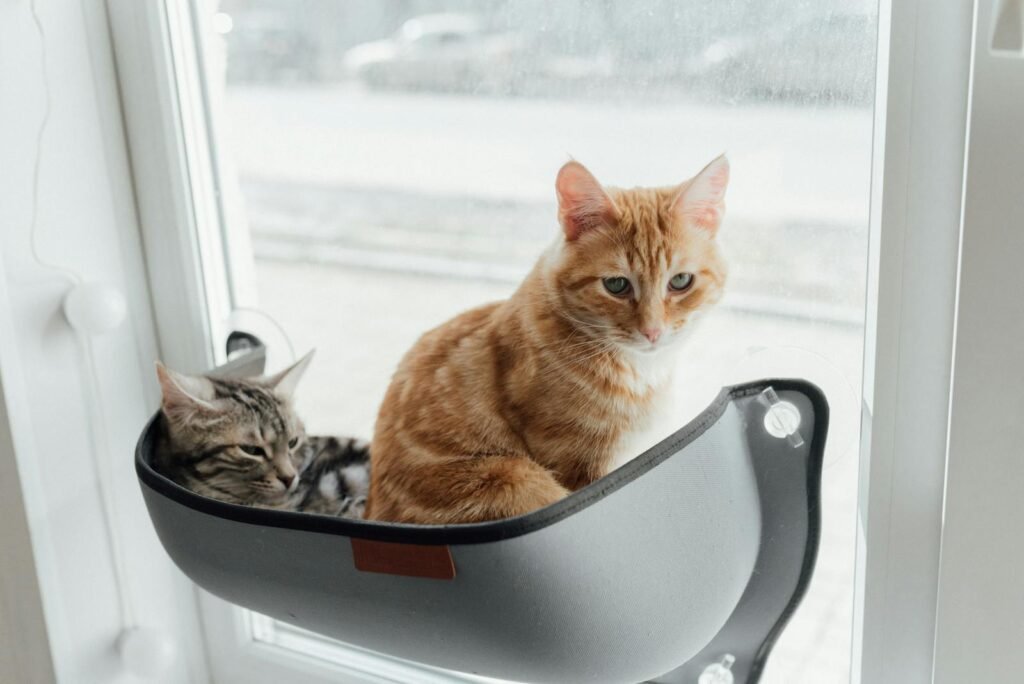 household cats: Two adorable tabby cats sitting comfortably on a window perch inside a home.