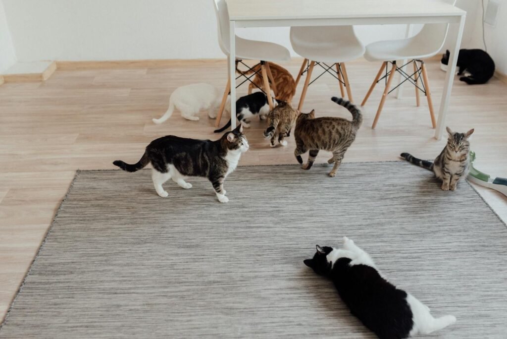 solitary predator: A cozy scene of multiple domestic cats in a bright, minimalist indoor setting.