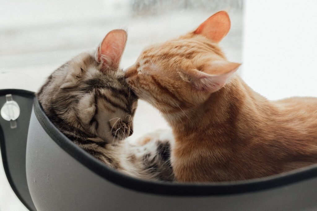 Two cute cats cuddling in a cozy indoor space by a window, showcasing affection and warmth.