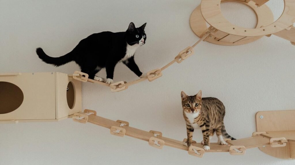 Two cats, one black and white and the other tabby, explore an elaborate wooden cat playground mounted on a wall, showcasing their agility.