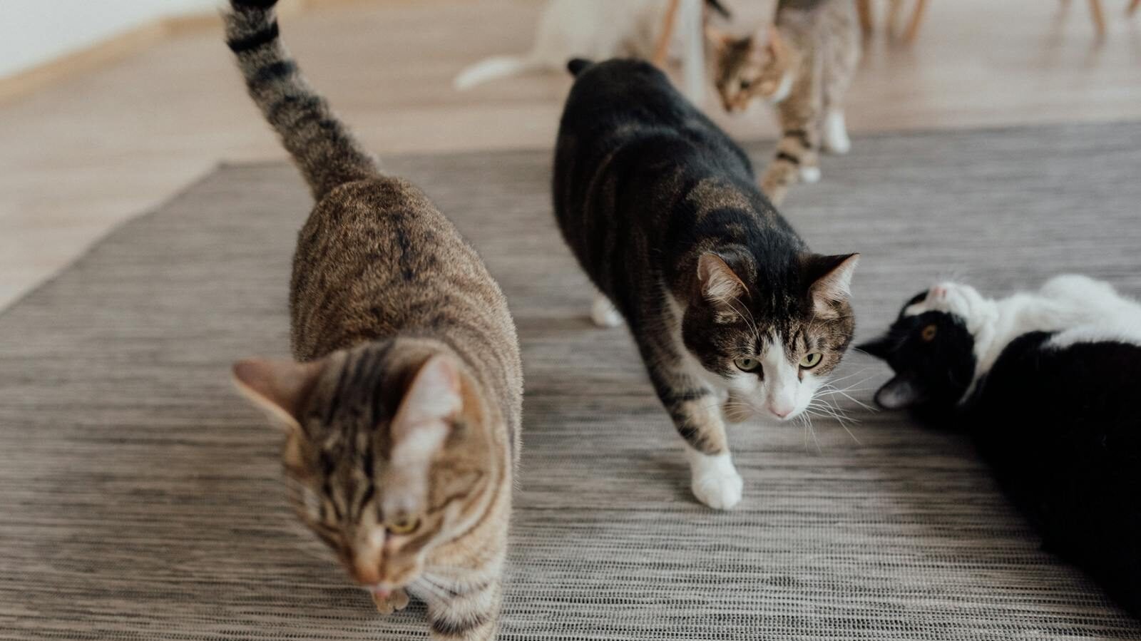 Several cats walking on a rug, with their tails held upright, and some showing rapid swishing movements.