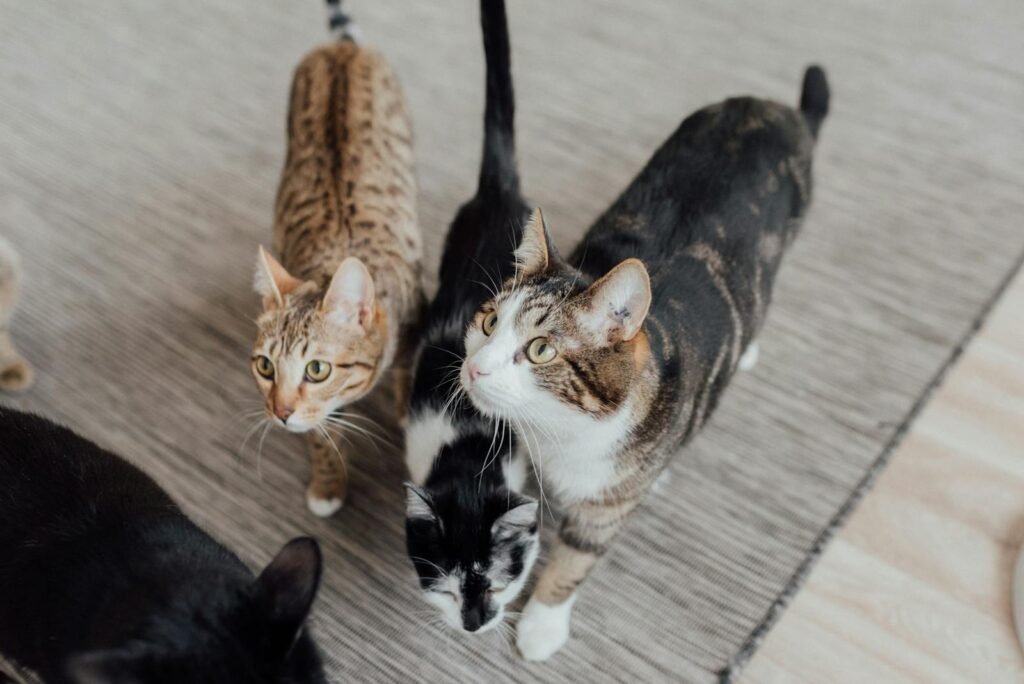 Four domestic cats standing on a carpet indoors, looking curious and cute.