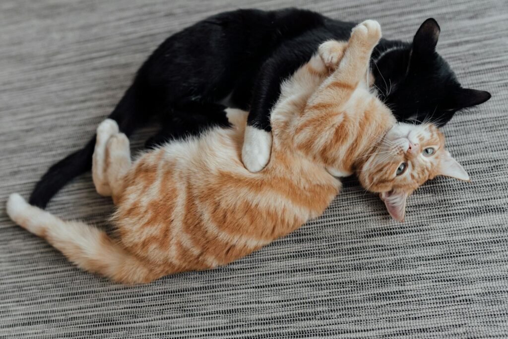 Two playful cats, a tabby and a black cat, cuddling on a gray carpet indoors.