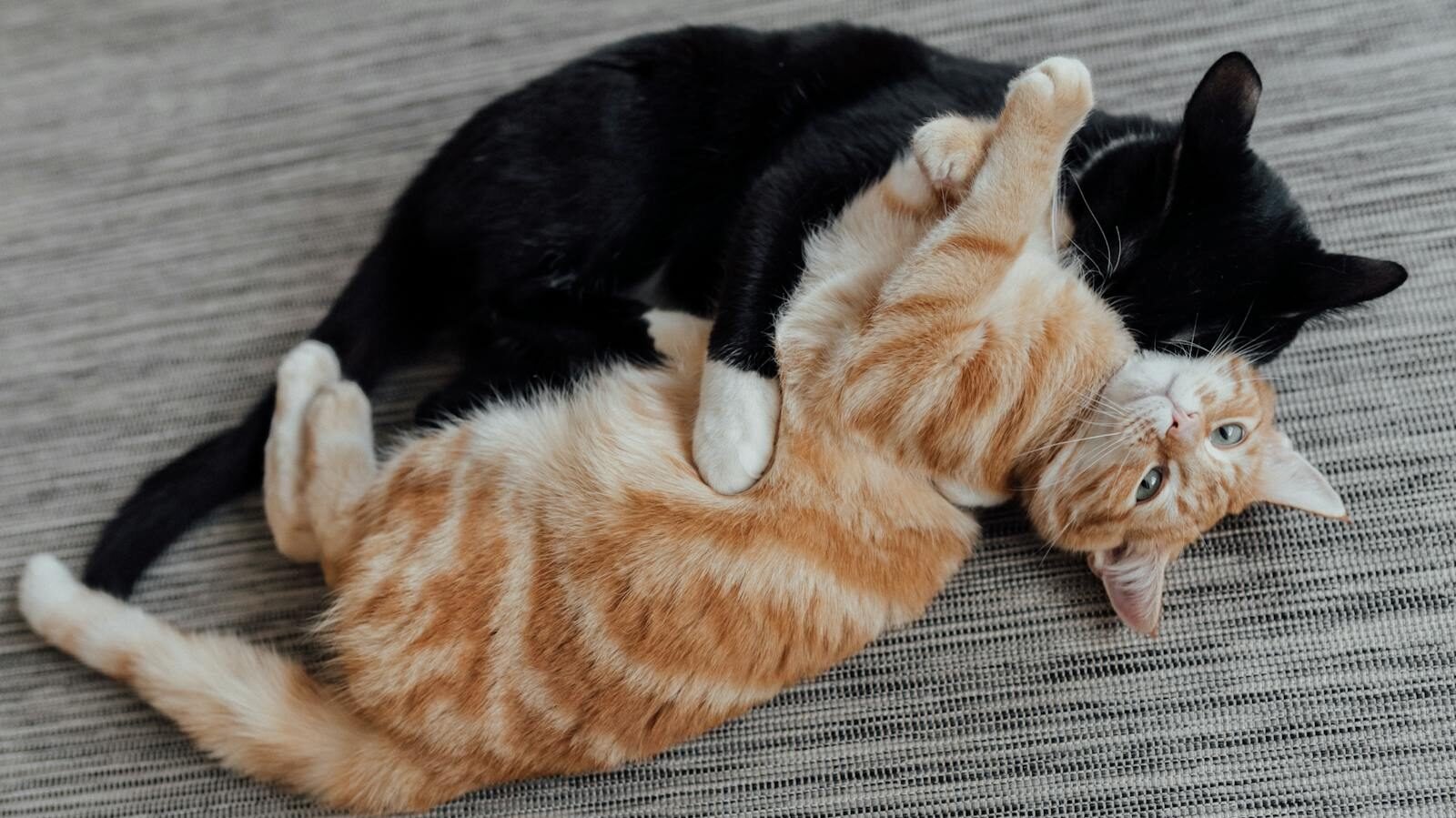A black cat and an orange tabby cat playfully cuddling on a gray fabric surface, with the tabby looking directly at the camera.