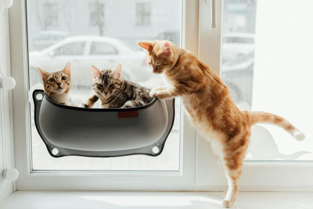cat building: Three cute cats playing by a sunny window, showcasing curiosity and playfulness indoors.