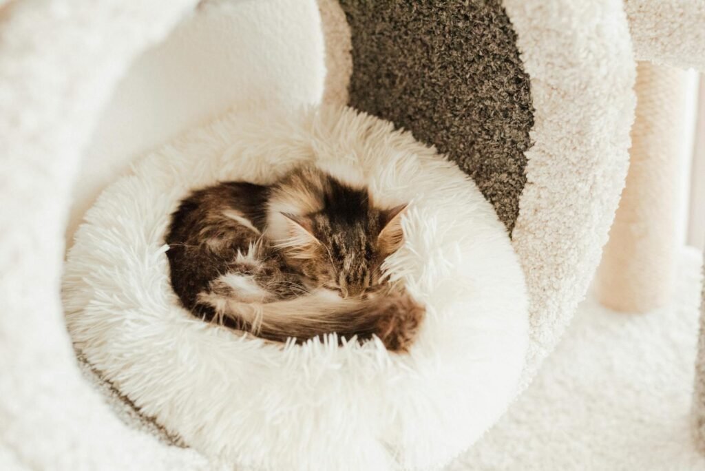 A cute Maine Coon kitten peacefully sleeping on a soft, fluffy bed indoors.