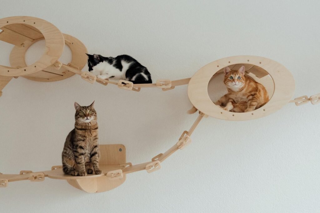 Cat Spot Three cats lounging on a custom wooden bridge indoors, showcasing feline relaxation and pet care.