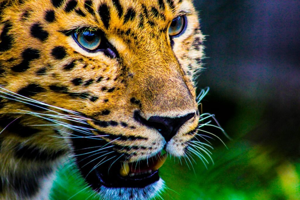 A detailed close-up of a leopard showcasing its striking patterns and intense gaze in the wild.