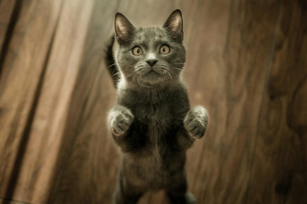 Domestic Cats
