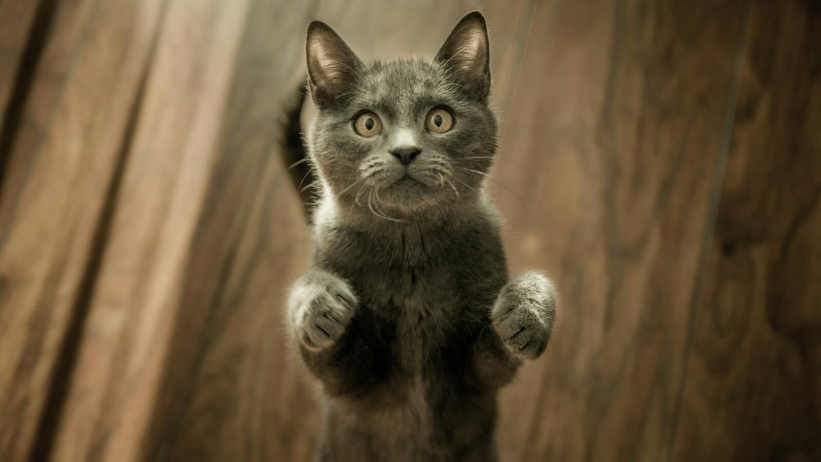 A curious gray kitten standing on its hind legs with wide eyes, appearing playful and attentive on a wooden floor.