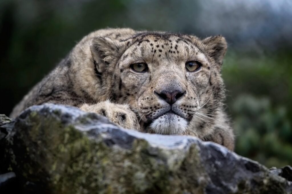 snow leopard, leopard, feline, mammal, nature, wildlife, predator, hunter, wild cat, big cat, vulnerable, animal, snow leopard, snow leopard, snow leopard, snow leopard, snow leopard, leopard, leopard