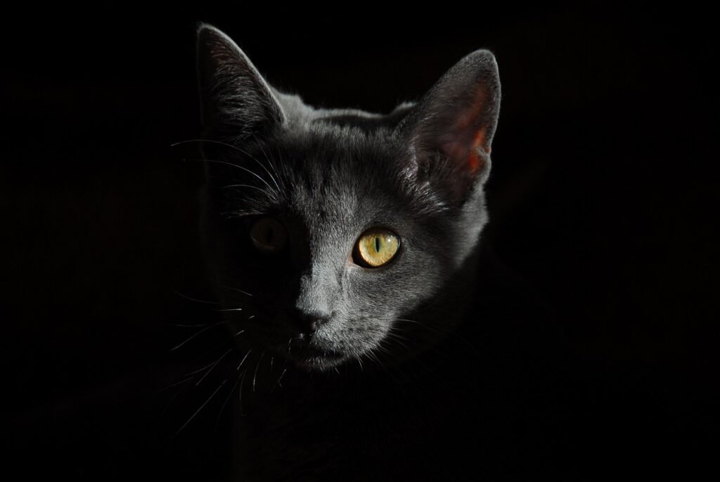 domestic cat communicate