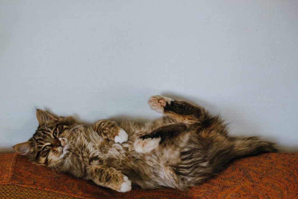 Brown cat