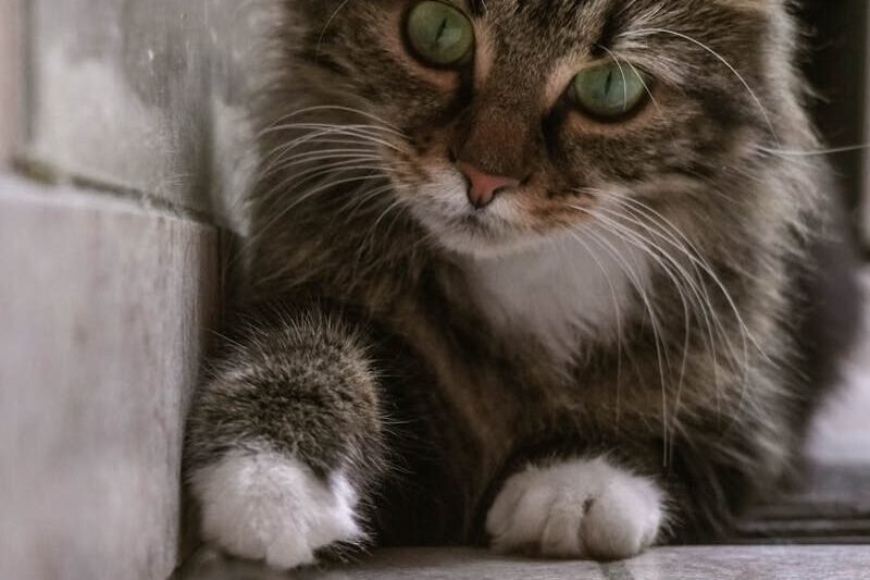 A fluffy cat is intently focused on a small mouse, ready to pounce. The cat's eyes are wide and alert, and its paws are poised near the mouse.