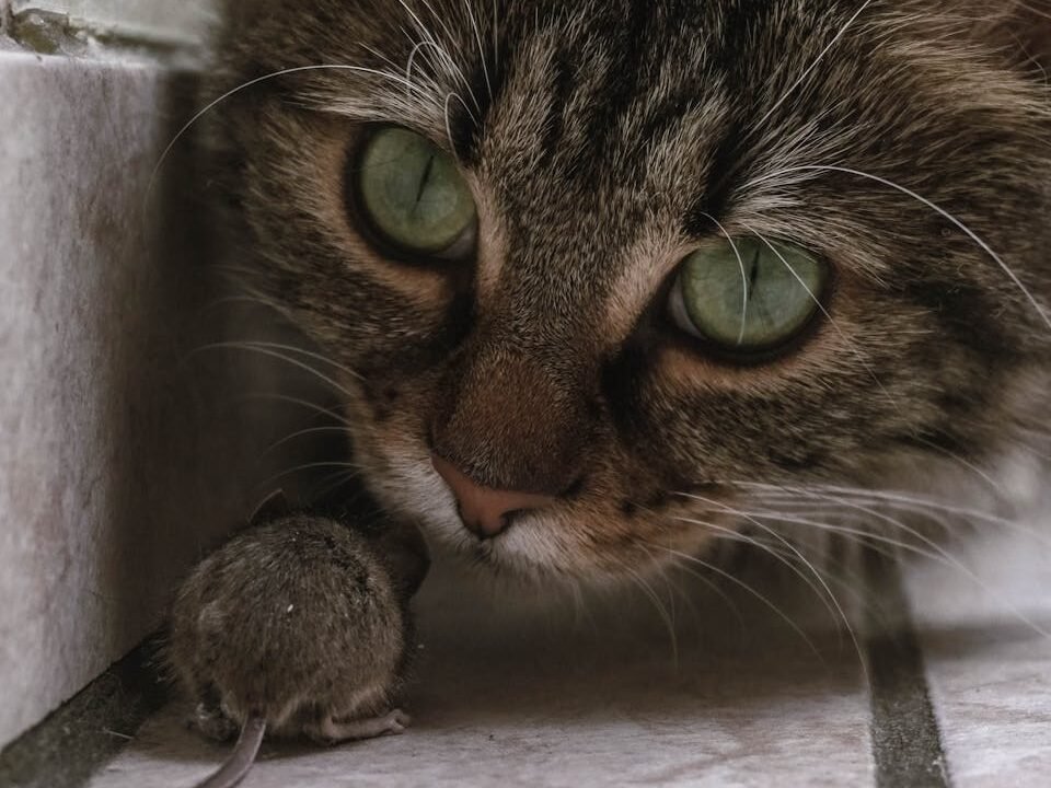 A close-up of a tabby cat with bright eyes staring intently at a mouse on tiled floor.