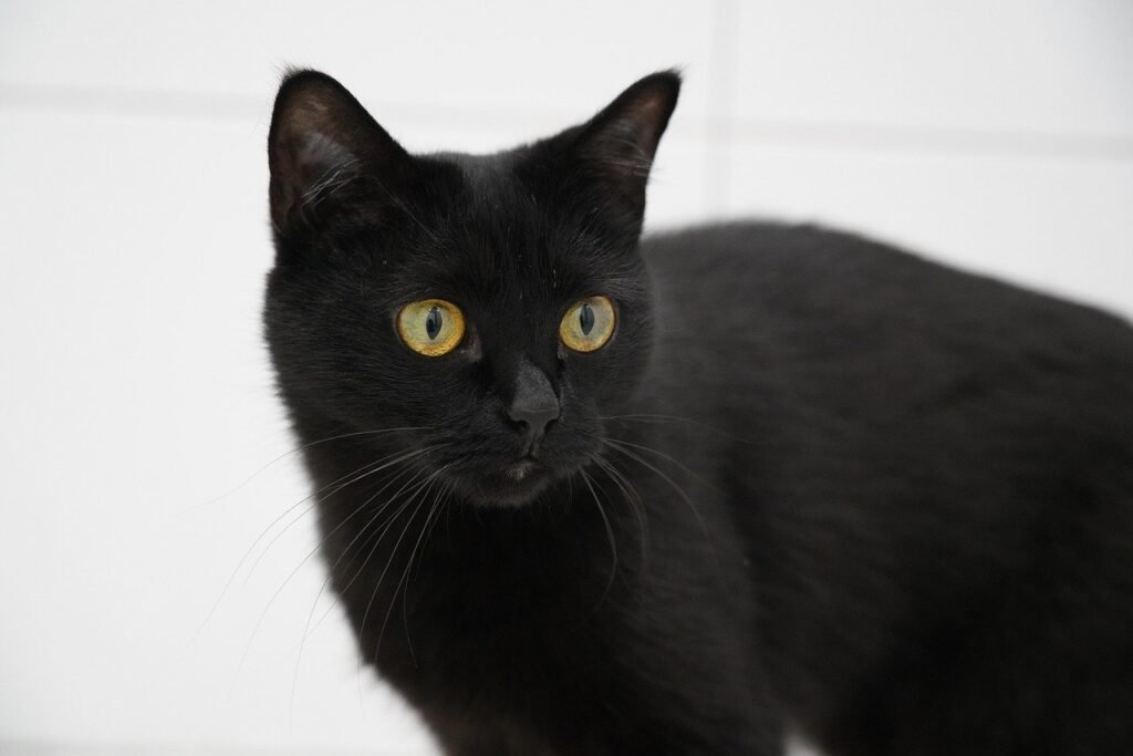 Black cat