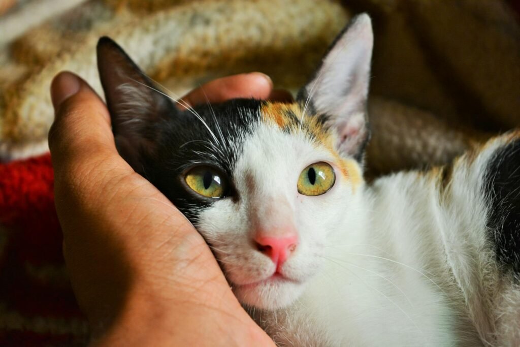 Intimate portrait of a domestic calico cat nestled in a person's hand.
