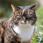 A close-up of a tabby cat with green eyes, looking directly at the camera. The cat appears to be standing in a garden or outdoor area with some greenery in the background.