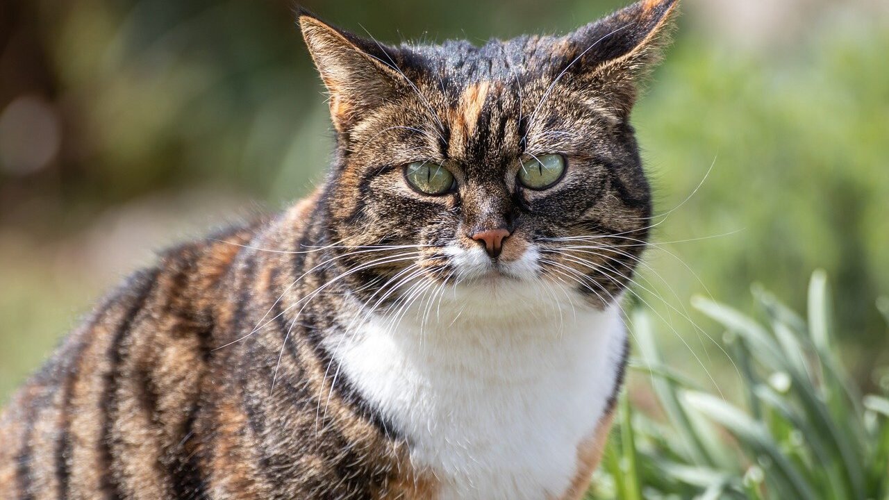 A close-up of a tabby cat with green eyes, looking directly at the camera. The cat appears to be standing in a garden or outdoor area with some greenery in the background.