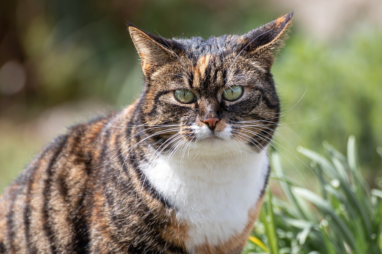 A close-up of a tabby cat with green eyes, looking directly at the camera. The cat appears to be standing in a garden or outdoor area with some greenery in the background.
