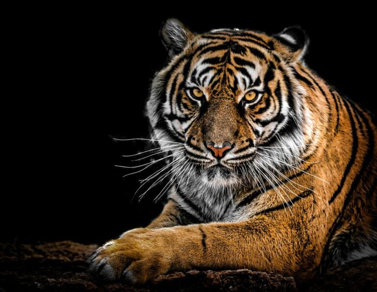 A majestic tiger with piercing amber eyes and bold black stripes rests on the ground, exuding strength and dominance against a dark background.