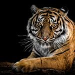 A powerful and majestic tiger resting with an intense gaze, showcasing its striking black stripes and vibrant orange coat against a dark background, embodying the beauty of big cats