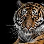 A powerful Bengal tiger with piercing amber eyes and bold black stripes rests confidently against a dark background, exuding strength and dominance.